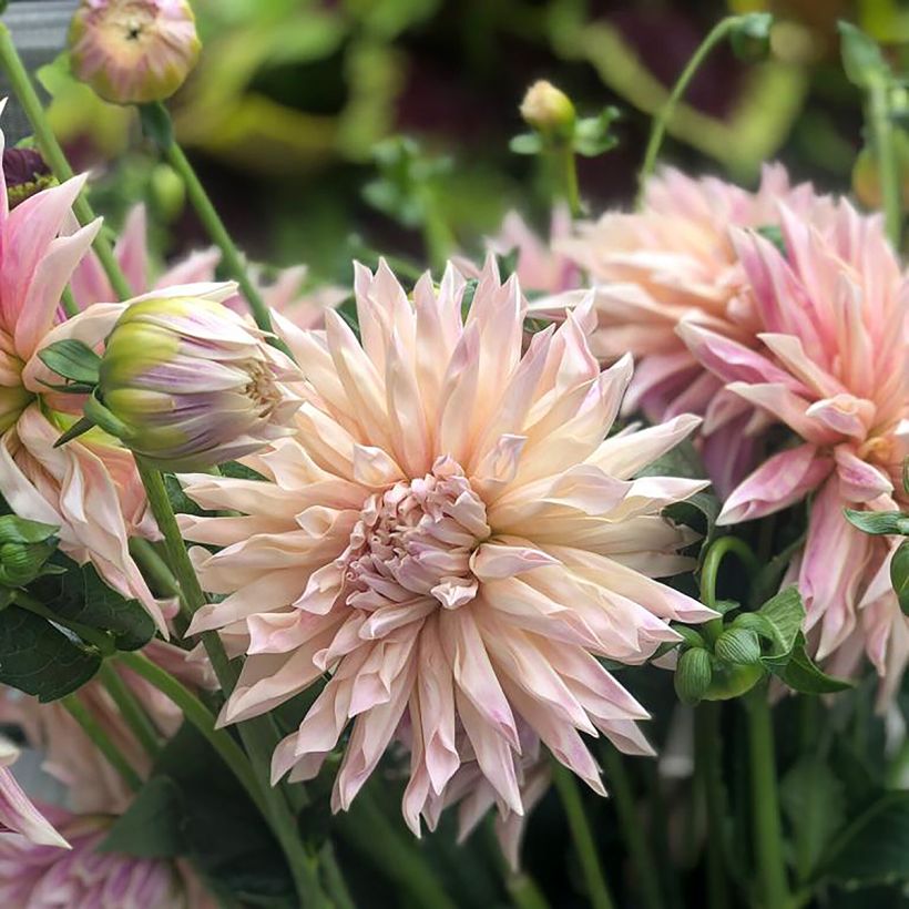Kaktus-Dahlie Café de Paris (Flowering)