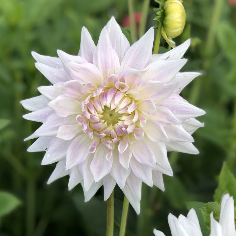 Kaktus-Dahlie Clearview Edie (Flowering)