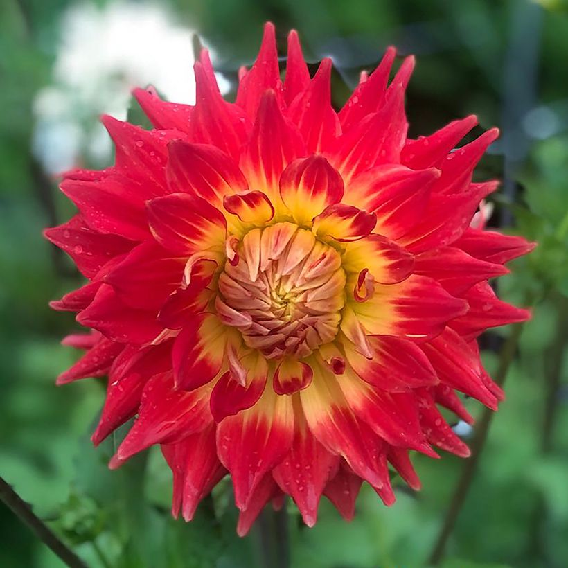 Kaktus-Dahlie Fired Up (Flowering)
