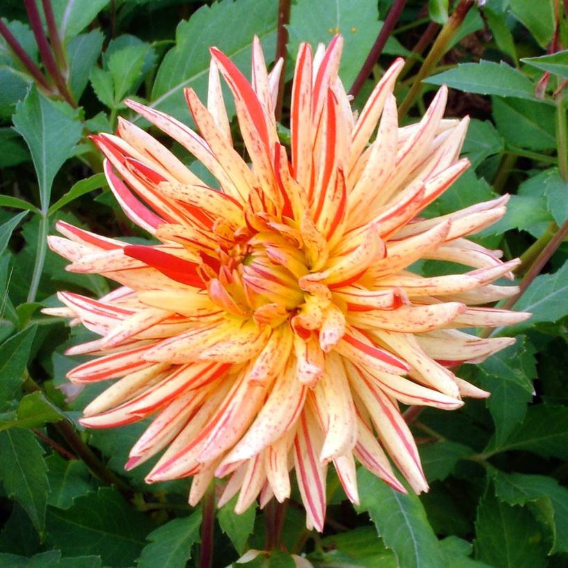 Kaktus-Dahlie Saint Saens (Flowering)