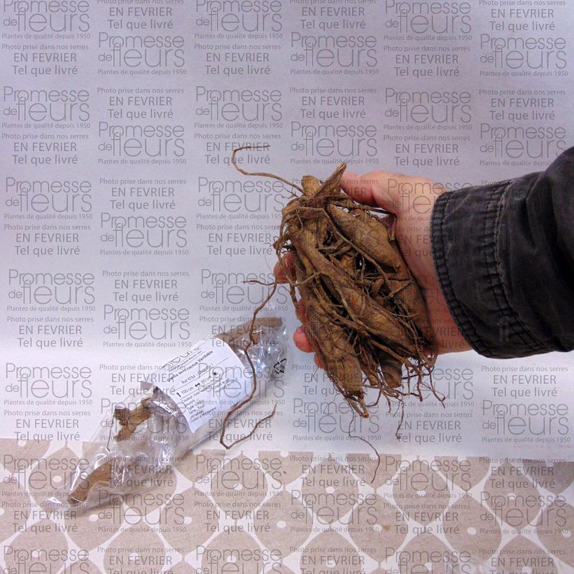 Example of Kaktus-Dahlie Veritable Zwiebel size I as you get