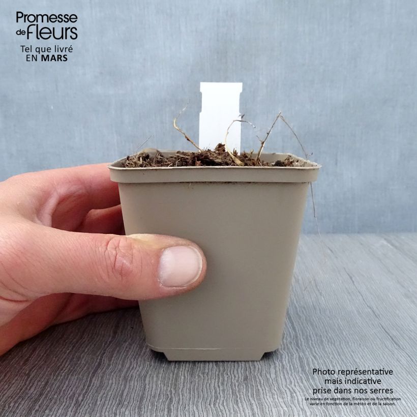 Example of Dalea candida - Weißer Prärieklee Kleine Töpfe von 8/9 cm as you get in printemps