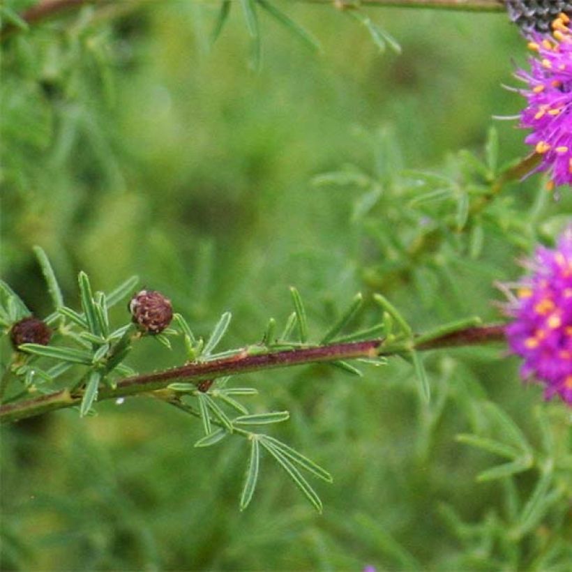 Dalea purpurea Stephanie - Roter Prärieklee (Foliage)