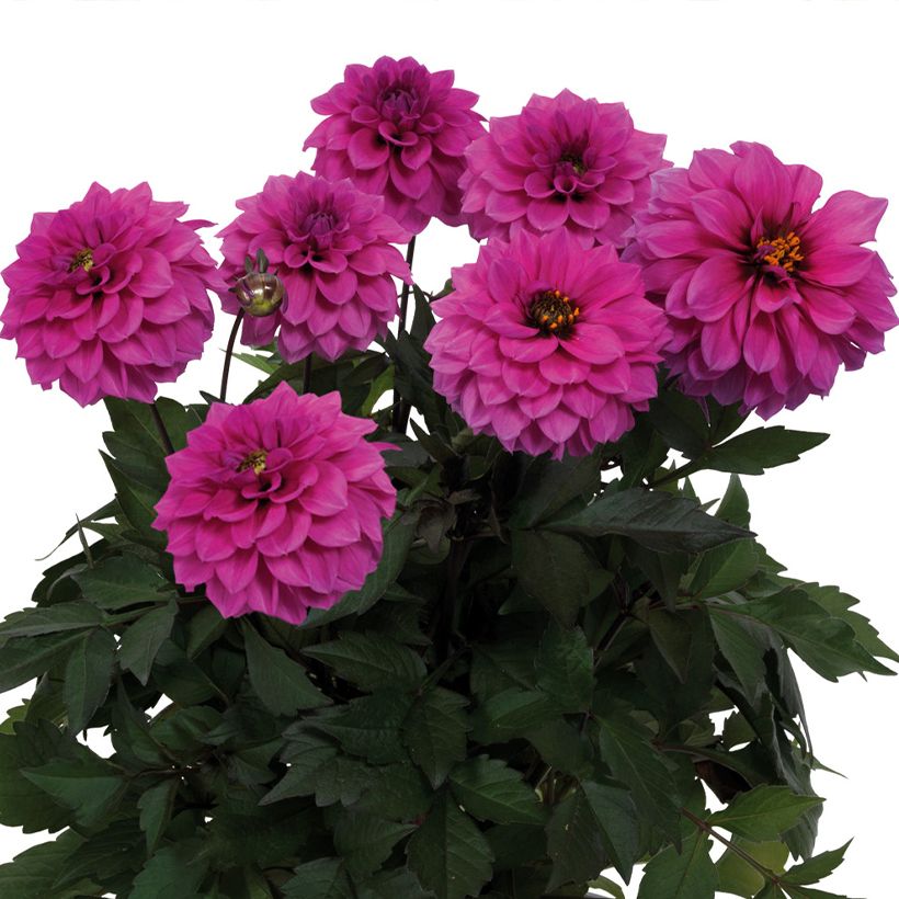 Zwerg-Dahlie Gardenetta Lavender (Flowering)