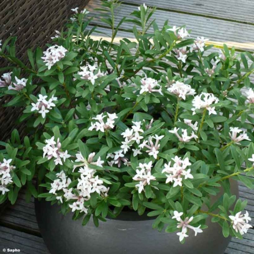 Seidelbast Eternal Fragrance - Daphne transatlantica (Plant habit)