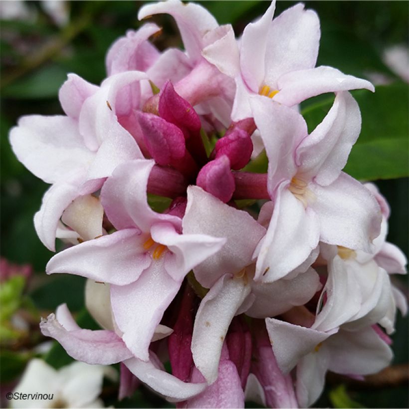 Seidelbast Perfume Princess - Daphne (Flowering)