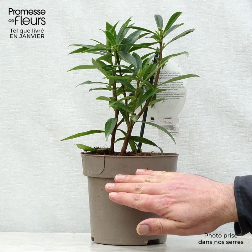 Exemplar von Seidelbast Perfume Princess - Daphne Topf mit 2L/3L wie im Winter geliefert