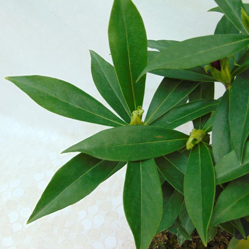 Seidelbast Perfume Princess - Daphne (Foliage)