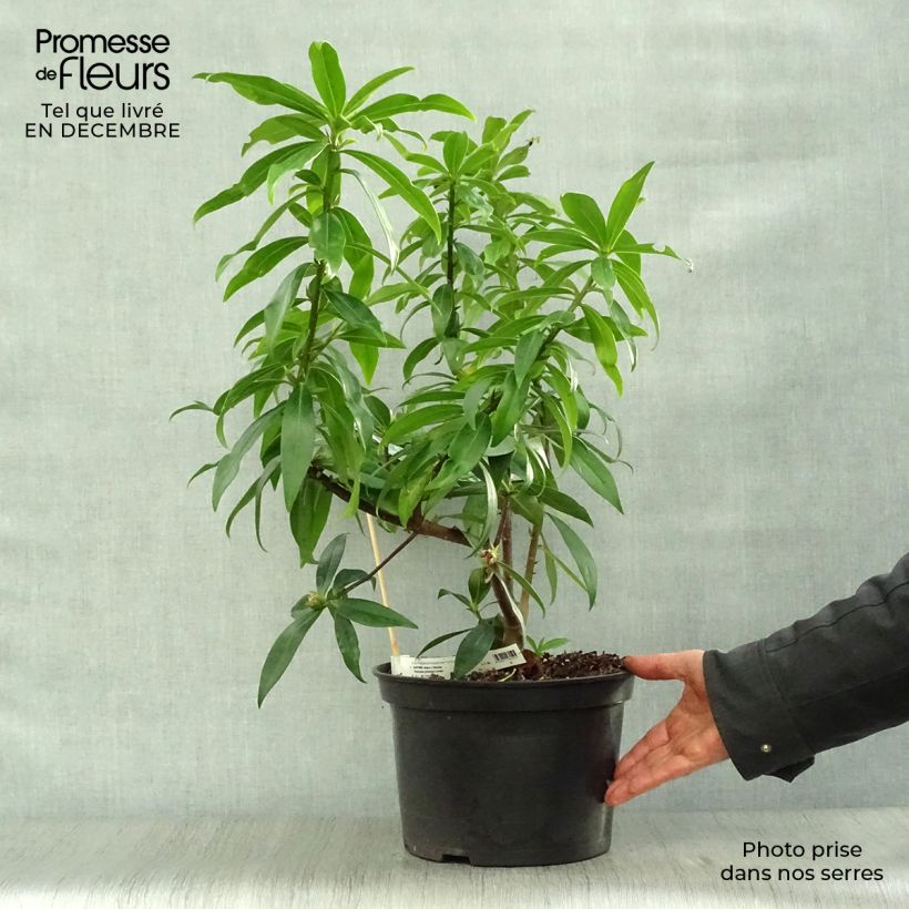 Example of Seidelbast Perfume Princess - Daphne Topf mit 7,5L/10L as you get in hiver