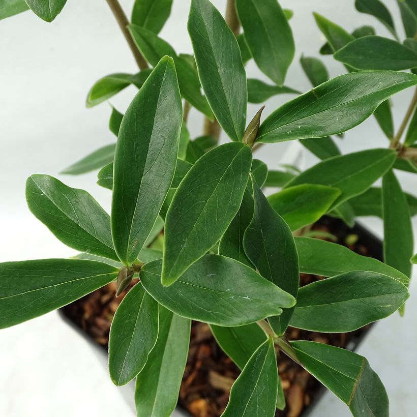Seidelbast Spring Beauty - Daphne (Foliage)