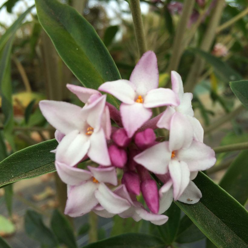 Seidelbast Spring Beauty - Daphne (Flowering)