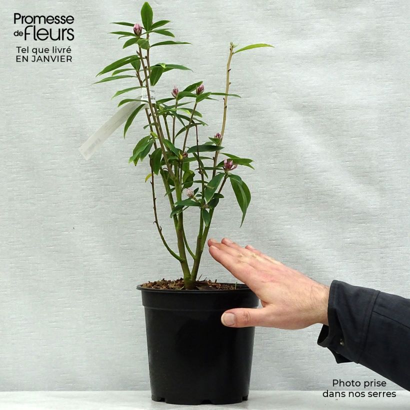 Exemplar von Seidelbast Spring Beauty - Daphne Topf mit 3L/4L wie im Winter geliefert