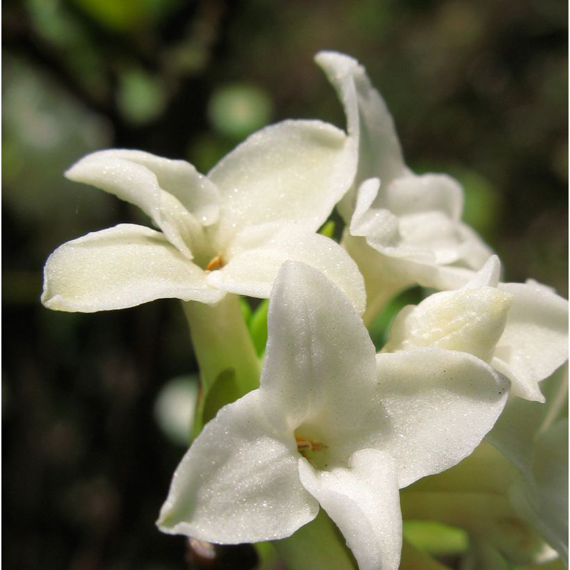 Seidelbast White Queen - Daphne (Flowering)