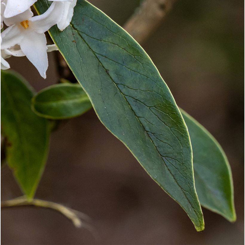 Seidelbast White Queen - Daphne (Foliage)