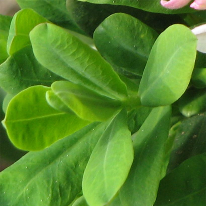 Daphne burkwoodii Somerset - Seidelbast (Foliage)