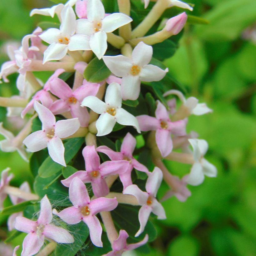 Daphne burkwoodii Somerset - Seidelbast (Flowering)