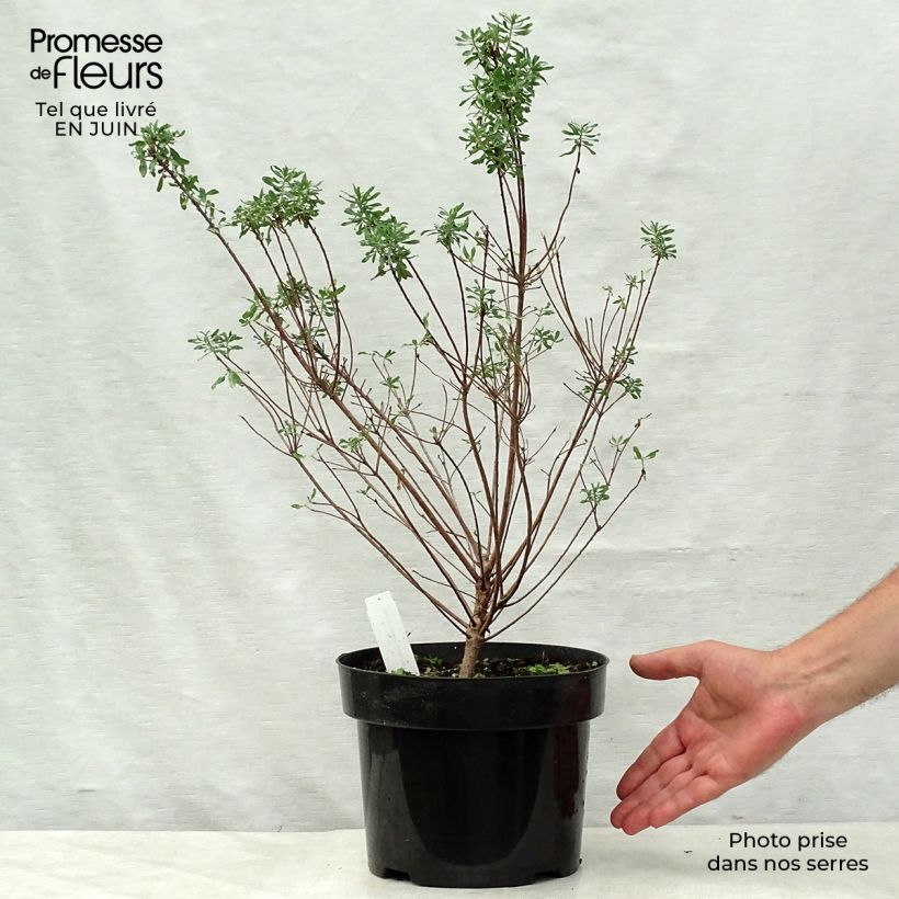 Example of Daphne burkwoodii Somerset - Seidelbast Topf mit 4L/5L as you get in ete