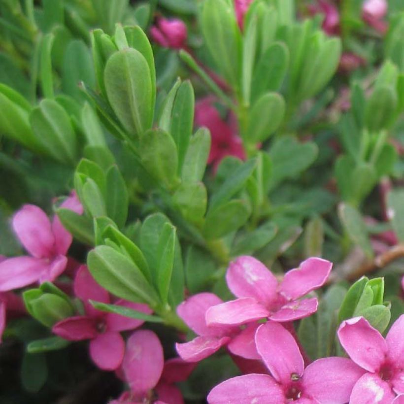 Daphne cneorum - Rosmarin-Seidelbast (Foliage)