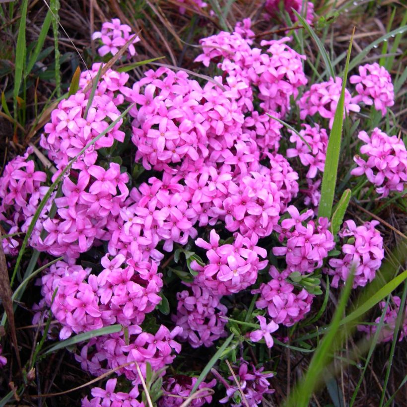 Daphne cneorum - Rosmarin-Seidelbast (Flowering)