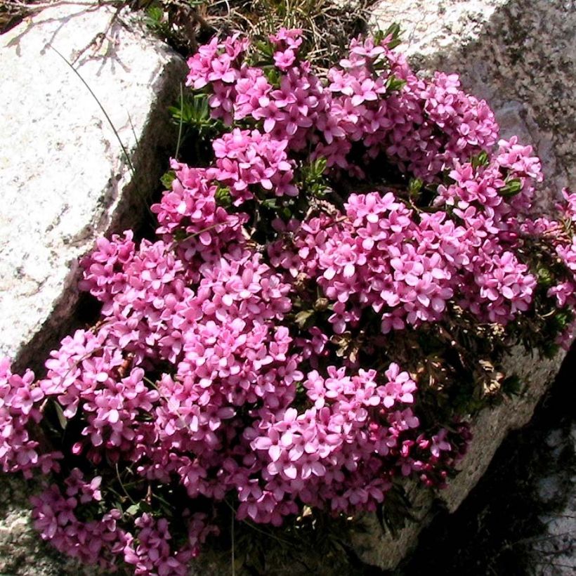 Daphne cneorum - Rosmarin-Seidelbast (Plant habit)