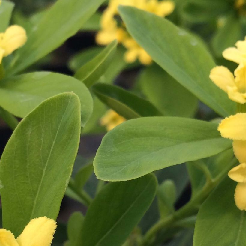 Daphne gemmata Royal Crown - Seidelbast (Foliage)