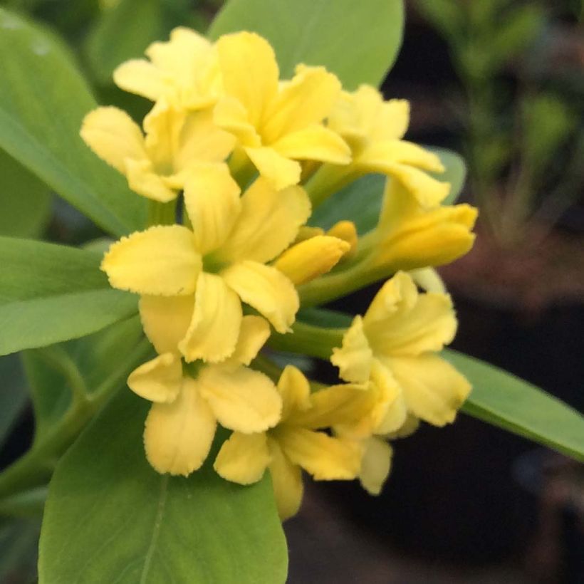 Daphne gemmata Royal Crown - Seidelbast (Flowering)