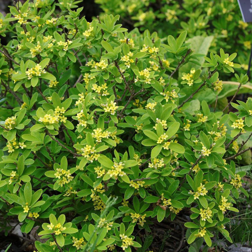 Daphne gemmata Royal Crown - Seidelbast (Plant habit)