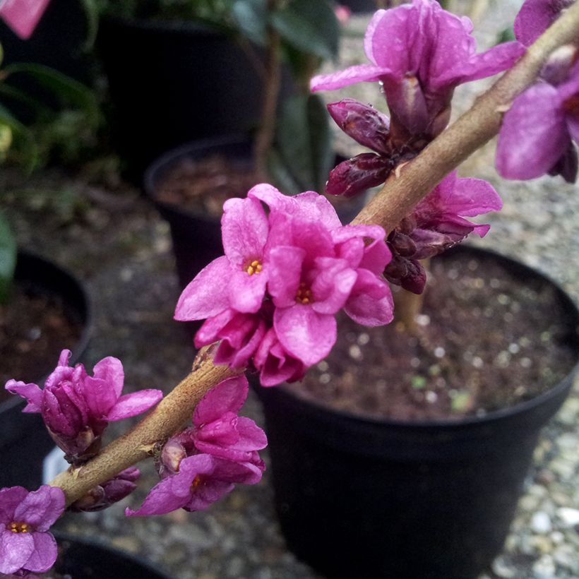 Daphne mezereum var. rubra - Gewöhnlicher Seidelbast (Flowering)