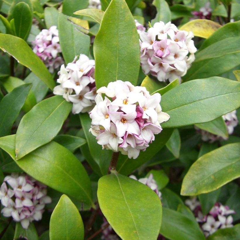 Seidelbast - Daphne odora (Foliage)