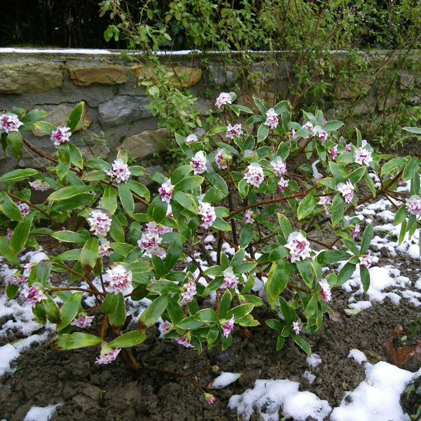 Seidelbast - Daphne odora (Plant habit)