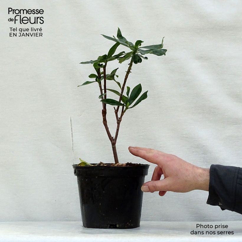 Exemplar von Seidelbast - Daphne odora Topf mit 1L/1,5L wie im Winter geliefert