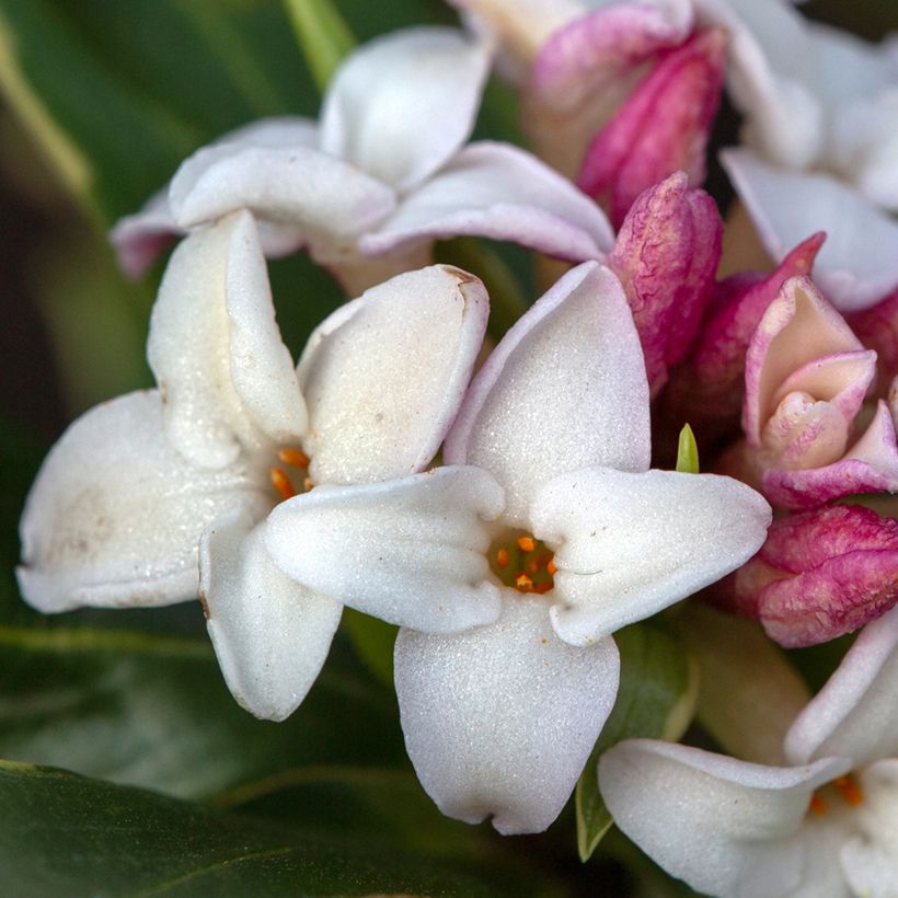Seidelbast Aureomarginata - Daphne odora (Flowering)