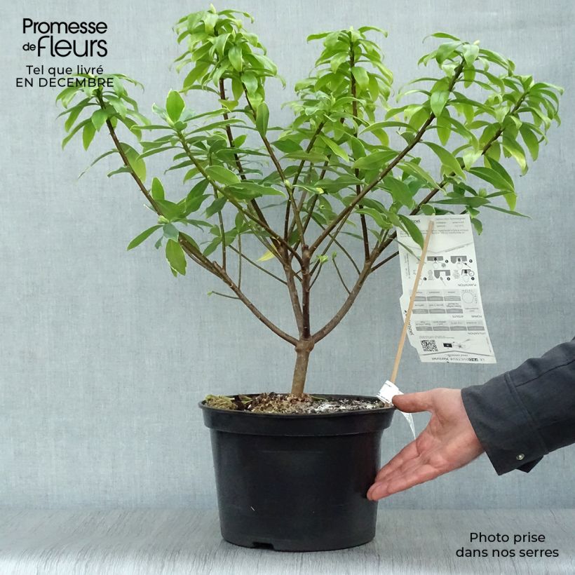 Example of Seidelbast Aureomarginata - Daphne odora Topf mit 7,5L/10L as you get in hiver