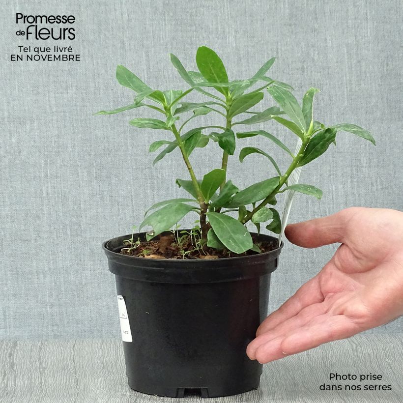 Example of Seidelbast - Daphne odora Topf mit 1L/1,5L as you get in automne