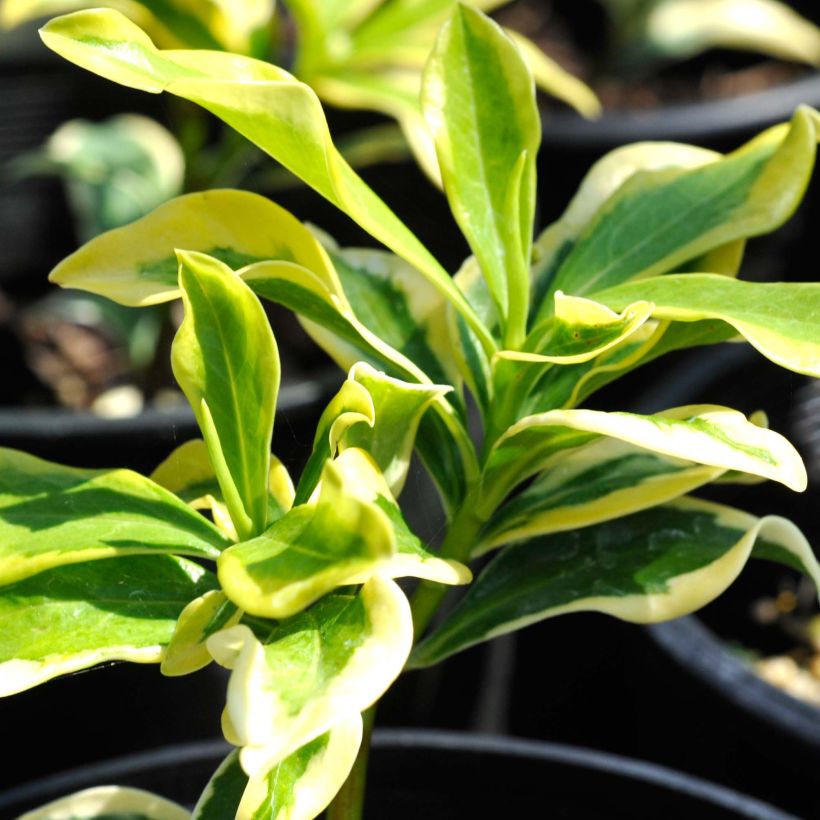 Seidelbast Maejima - Daphne odora (Foliage)