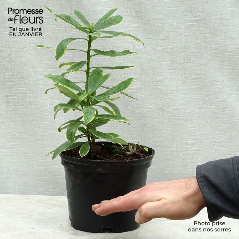 Example of Seidelbast Maejima - Daphne odora Topf mit 2L/3L as you get in hiver