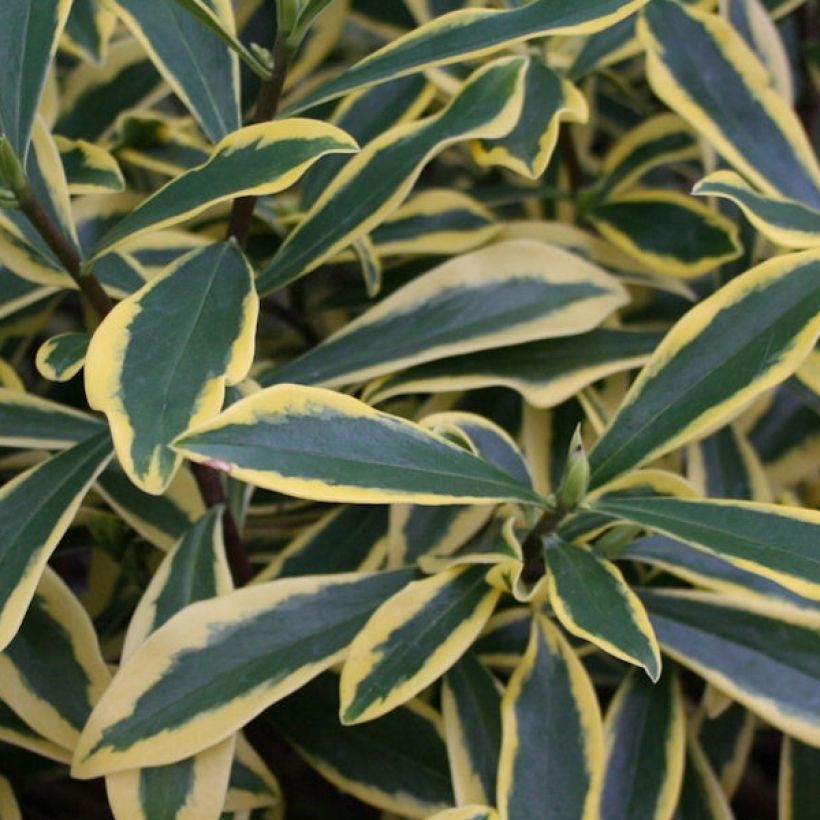 Seidelbast Marianni - Daphne odora (Foliage)