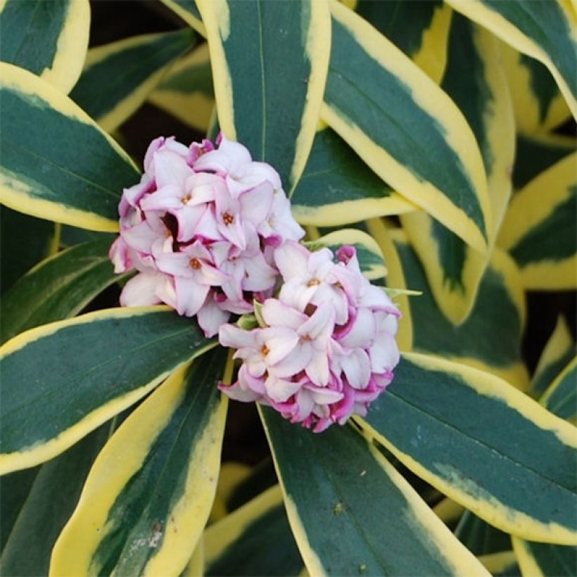 Seidelbast Marianni - Daphne odora (Flowering)