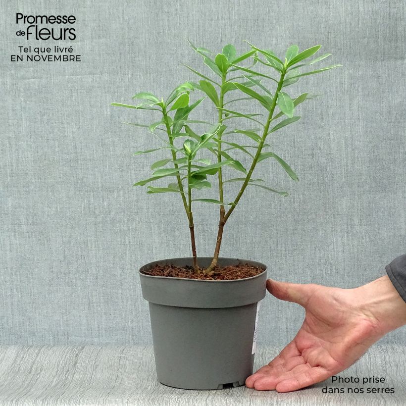 Example of Seidelbast Marianni - Daphne odora Topf mit 2L/3L as you get in automne