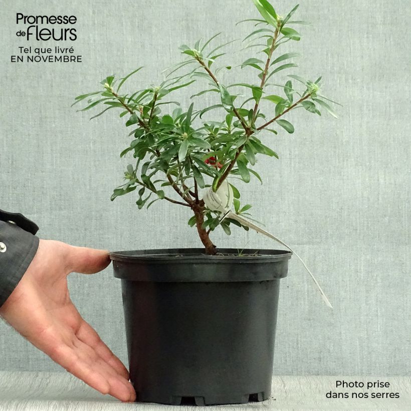 Example of Seidelbast Eternal Fragrance - Daphne transatlantica Topf mit 2L/3L as you get in automne