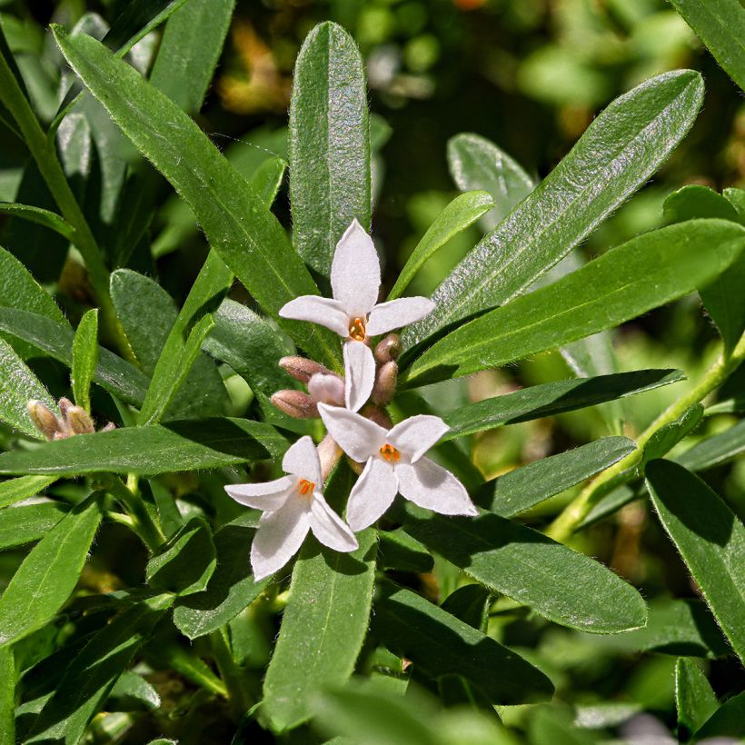 Seidelbast Eternal Fragrance - Daphne transatlantica (Flowering)