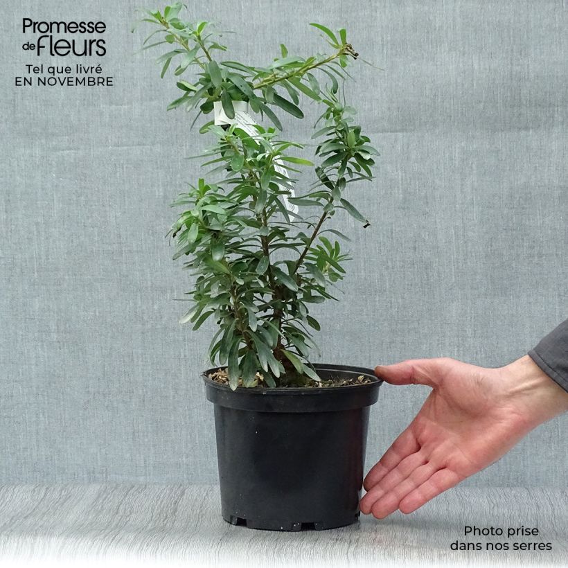 Example of Seidelbast Pink Fragrance - Daphne transatlantica Topf mit 2L/3L as you get in automne