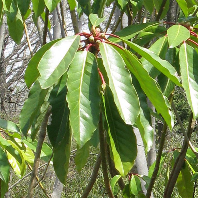 Daphniphyllum himalayense subsp. macropodum - Chinesischer Scheinlorbeer (Foliage)