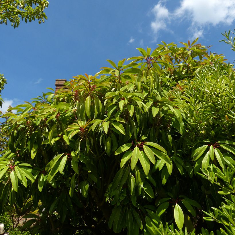 Daphniphyllum himalayense subsp. macropodum - Chinesischer Scheinlorbeer (Plant habit)