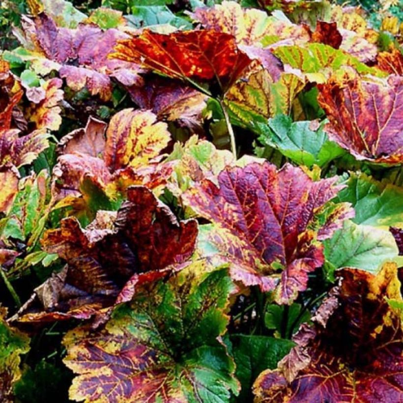 Darmera peltata - Schildblatt (Foliage)