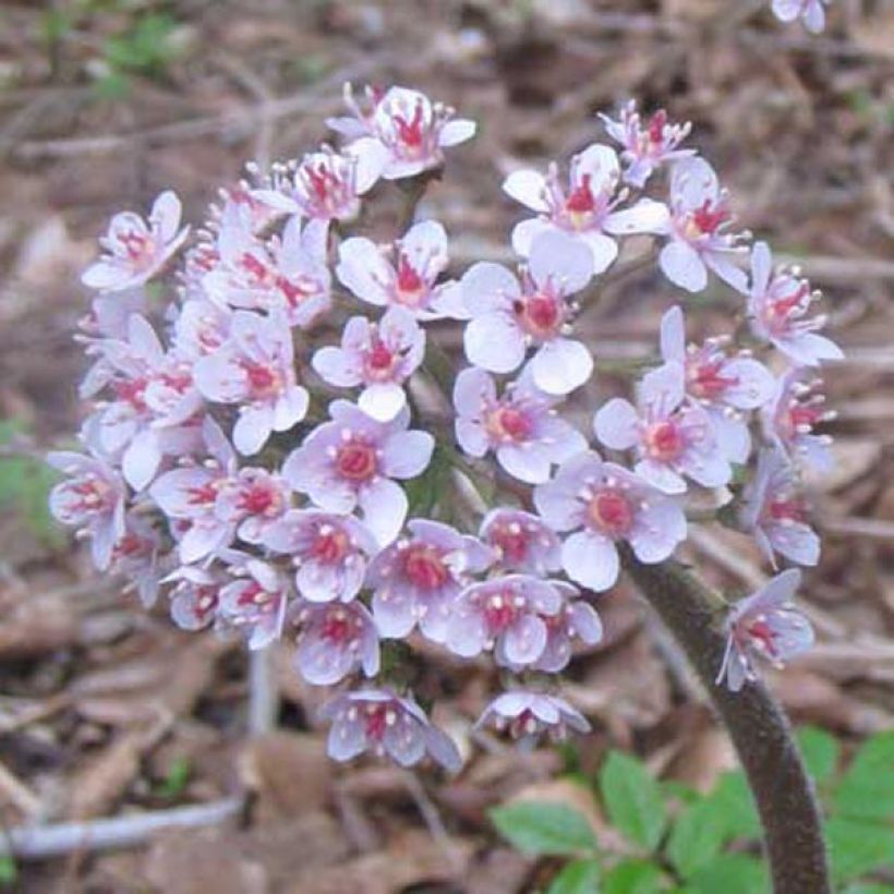 Darmera peltata - Schildblatt (Flowering)
