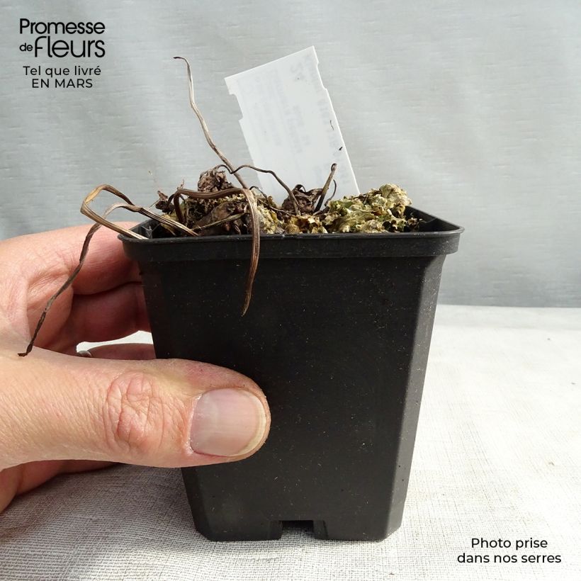 Exemplar von Darmera peltata - Schildblatt Kleine Töpfe von 8/9 cm wie im Winter geliefert