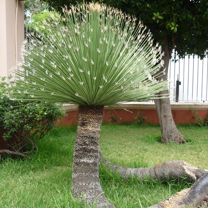 Dasylirion acrotrichum - Rauhschopf (Plant habit)