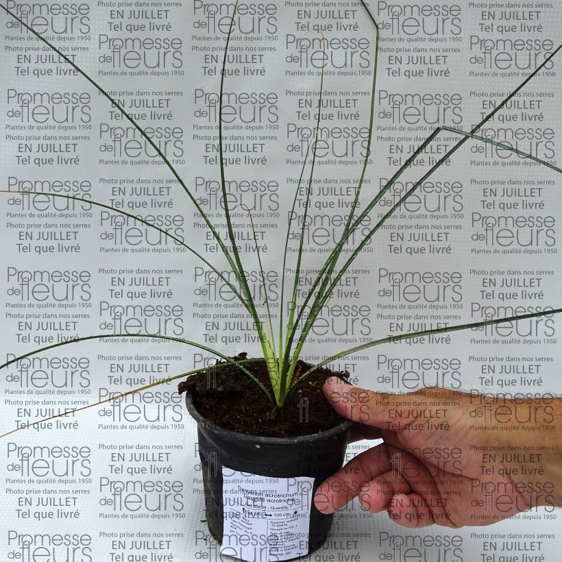 Example of Dasylirion acrotrichum - Rauhschopf Topf 12 cm / 13 cm as you get in ete