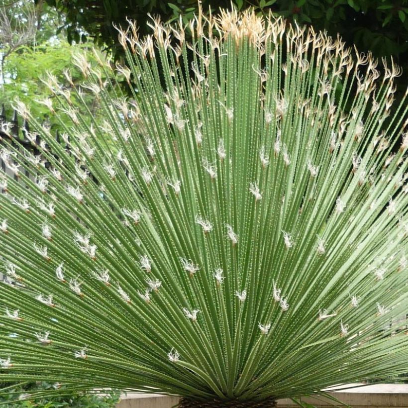 Dasylirion acrotrichum - Rauhschopf (Foliage)